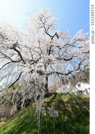 青空に映える満開の一本桜 青空に映える満開の一本桜 101288514