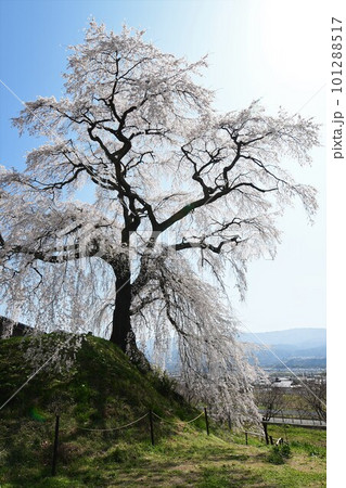 青空に映える満開の一本桜 青空に映える満開の一本桜 101288517