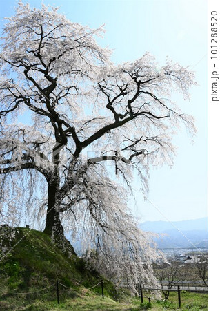 青空に映える満開の一本桜 101288520