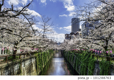 東京都 目黒川 中流 満開の桜 東京都 目黒川 中流 満開の桜 101288763