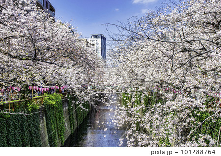東京都　目黒川　中流　満開の桜 101288764