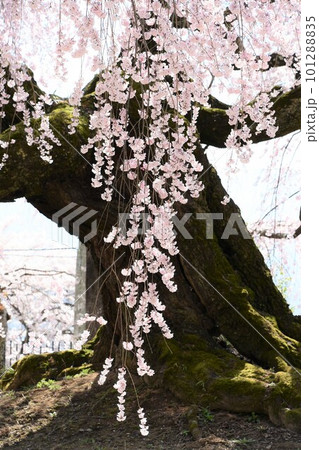青空に映える満開の一本桜 青空に映える満開の一本桜 101288835