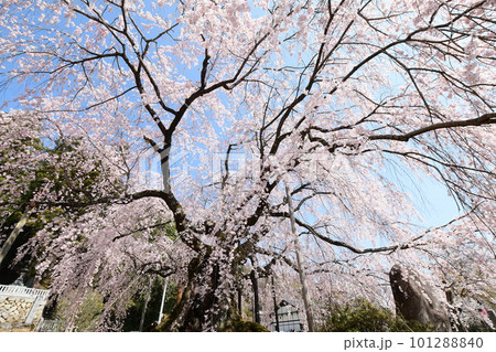 青空に映える満開の一本桜 101288840