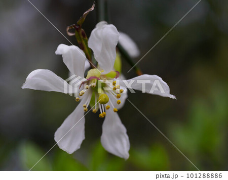 白いカラタチの花 白いカラタチの花 101288886
