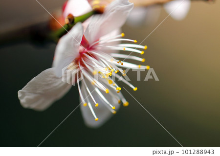 小さく可憐な梅の花一輪を横から（マクロレンズ使用・屋外接写画像） 101288943