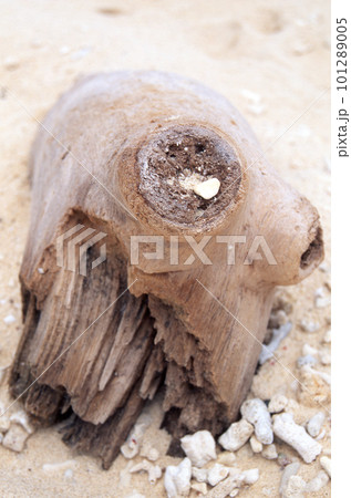 face砂浜海岸に打ち上げられた流木 101289005
