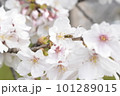 桜の蜜を吸うミツバチ 101289015