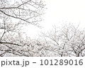 満開の桜と曇り空 101289016