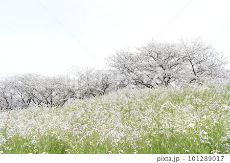 桜と菜の花のある風景 101289017