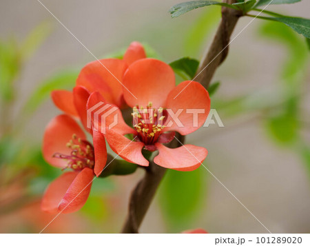 朱色のクサボケの花 101289020