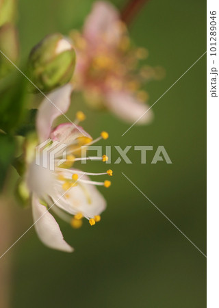 春の暖かい日差しの下、長い雄しべが可憐な小さなスモモの花・横顔(マクロレンズ使用・屋外接写画像) 春の暖かい日差しの下、長い雄しべが可憐な小さなスモモの花・横顔(マクロレンズ使用・屋外接写画像) 101289046