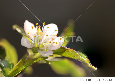 可憐な小さなスモモの花、暗い背景（マクロレンズ使用・屋外接写画像） 101289048