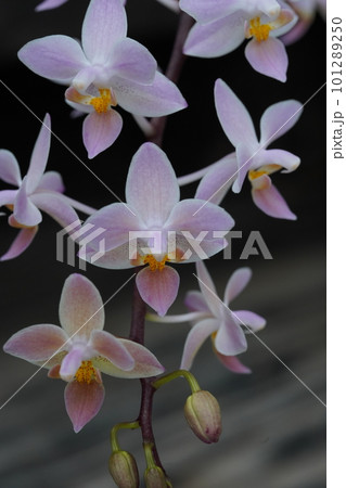 ファレノプシス エクエストリス Phalaenopsis equestris （胡蝶蘭の原種）の写真素材 [101289250] - PIXTA