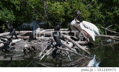 A group of birds spread and flap their wings in a swamp A group of birds spread and flap their wings in a swamp 101289475