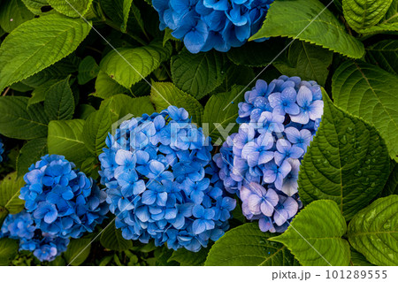 静かにけむる山間の霧に流れる雲重く　赤青白の紫陽花の花 101289555