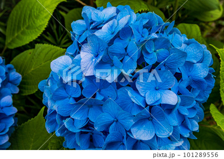 静かにけむる山間の霧に流れる雲重く　赤青白の紫陽花の花 101289556