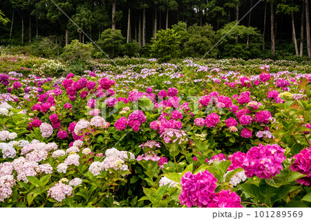 静かにけむる山間の霧に流れる雲重く　赤青白の紫陽花の花 101289569