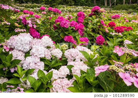 静かにけむる山間の霧に流れる雲重く 赤青白の紫陽花の花 静かにけむる山間の霧に流れる雲重く 赤青白の紫陽花の花 101289590