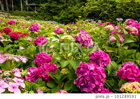 静かにけむる山間の霧に流れる雲重く 赤青白の紫陽花の花 静かにけむる山間の霧に流れる雲重く 赤青白の紫陽花の花 101289591