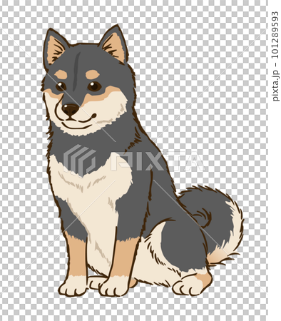 お座りする柴犬（黒柴）のイラスト素材 [101289593] - PIXTA