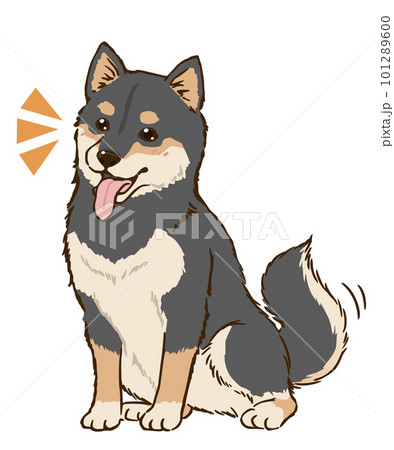 おすわりして喜ぶ柴犬（黒柴） 101289600