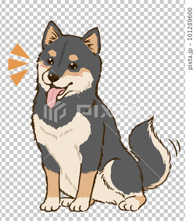 おすわりして喜ぶ柴犬（黒柴） 101289600