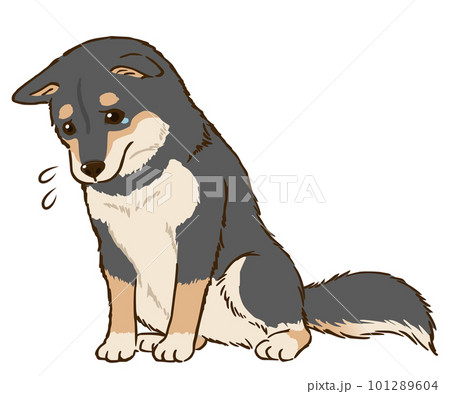 おすわりして悲しむ柴犬（黒柴）のイラスト素材 [101289604] - PIXTA