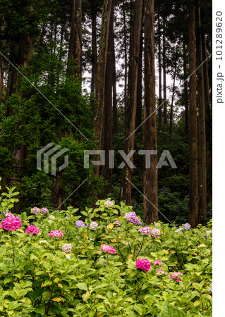 静かにけむる山間の霧に流れる雲重く 赤青白の紫陽花の花 静かにけむる山間の霧に流れる雲重く 赤青白の紫陽花の花 101289620