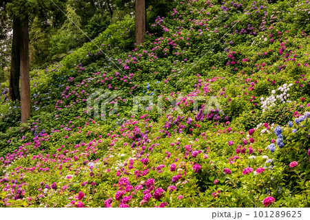 静かにけむる山間の霧に流れる雲重く　赤青白の紫陽花の花 101289625