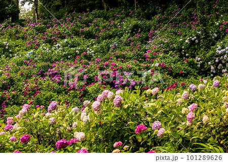 静かにけむる山間の霧に流れる雲重く 赤青白の紫陽花の花 静かにけむる山間の霧に流れる雲重く 赤青白の紫陽花の花 101289626