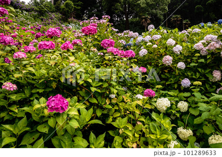 静かにけむる山間の霧に流れる雲重く 赤青白の紫陽花の花 静かにけむる山間の霧に流れる雲重く 赤青白の紫陽花の花 101289633