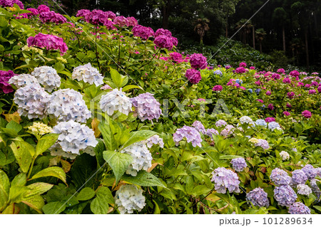 静かにけむる山間の霧に流れる雲重く　赤青白の紫陽花の花 101289634