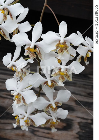 ファレノプシス スターティアナ Phalaenopsis stuartiana 胡蝶蘭の原種