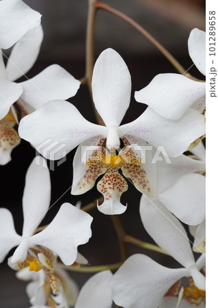 ファレノプシス スターティアナ Phalaenopsis stuartiana 胡蝶蘭の原種 ファレノプシス スターティアナ Phalaenopsis stuartiana 胡蝶蘭の原種 101289658