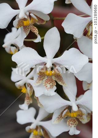 ファレノプシス スターティアナ Phalaenopsis stuartiana 胡蝶蘭の原種の写真素材 [101289660] - PIXTA