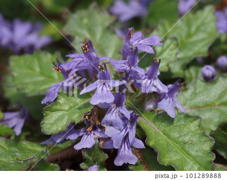 キランソウの紫色の花 101289888
