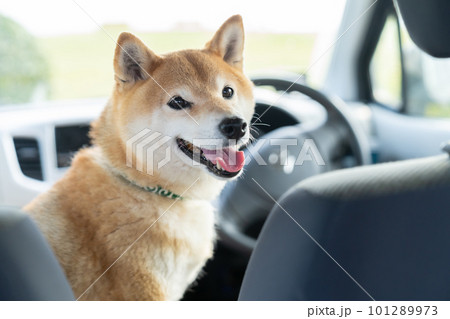 車の中で座る柴犬　ブラッシングされる犬　柴犬、犬、日本犬、ペット 101289973
