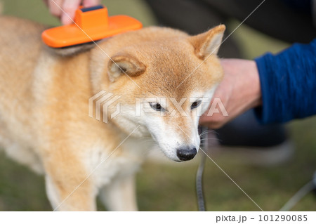 ブラッシングされる柴犬　ブラッシングされる犬　ブラシ　柴犬、犬、日本犬、ペット 101290085