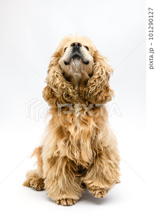 The dog barks sitting on a white background. 101290127