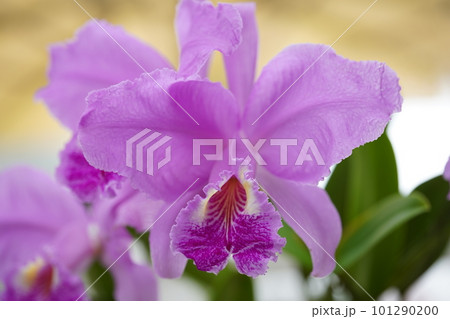 カトレヤ・リューデマンニアナ　Cattleya lueddemanniana　カトレアの原種 101290200