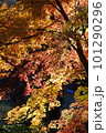 夕日にあたる紅葉 101290296