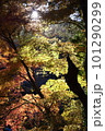 日光にあたる紅葉 101290299