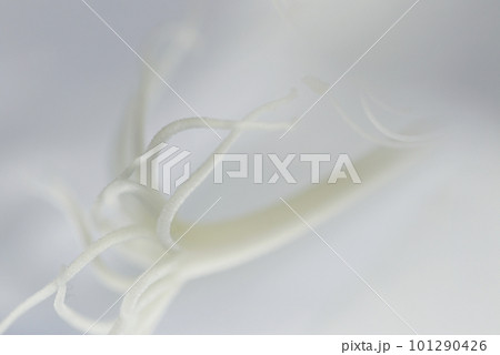 月下美人の白い花びらを背景に雌しべのテクスチャー（マクロレンズ使用・接写画像） 101290426