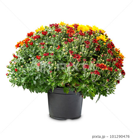 Bunch of red and yellow chrysanthemum 101290476