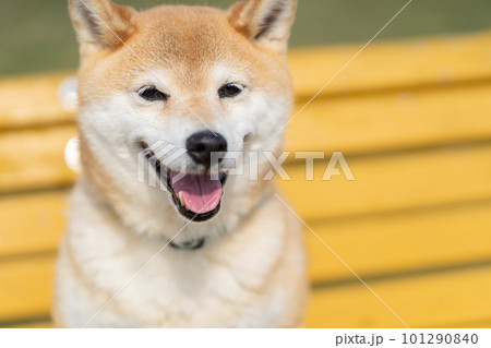 黄色いベンチに座る柴犬　黄色いベンチに座る犬　柴犬、犬、日本犬、ペット 101290840