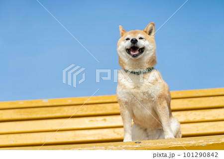 黄色いベンチに座る柴犬　黄色いベンチに座る犬　柴犬、犬、日本犬、ペット 101290842