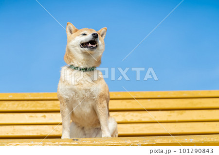 黄色いベンチに座る柴犬 黄色いベンチに座る犬 柴犬、犬、日本犬、ペット 黄色いベンチに座る柴犬 黄色いベンチに座る犬 柴犬、犬、日本犬、ペット 101290843