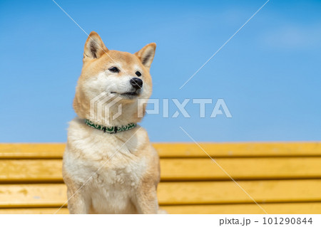 黄色いベンチに座る柴犬 黄色いベンチに座る犬 柴犬、犬、日本犬、ペット 黄色いベンチに座る柴犬 黄色いベンチに座る犬 柴犬、犬、日本犬、ペット 101290844