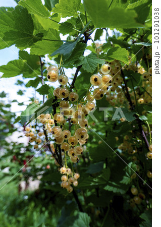Ripe white currants in the garden. 101291038