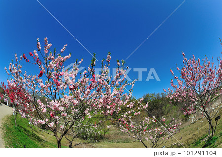 あいち健康の森公園の春景色 101291104